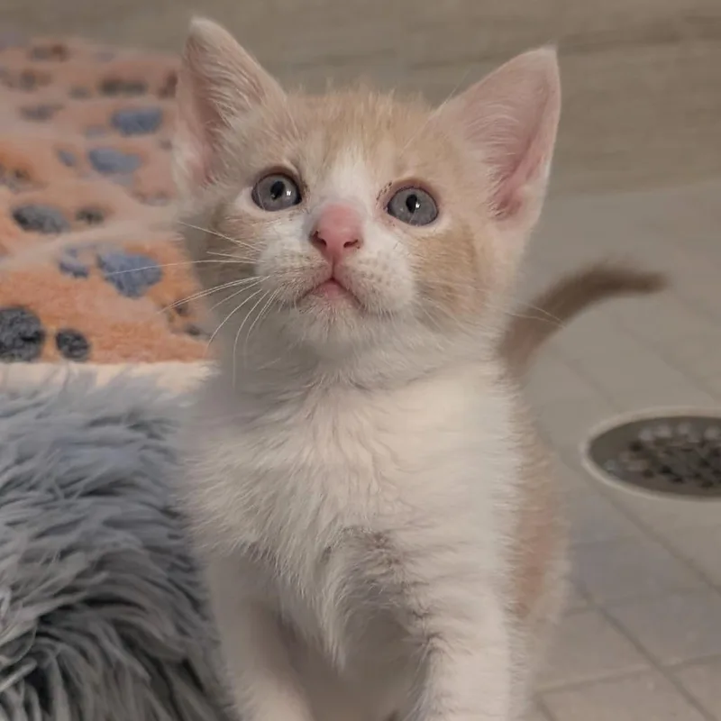 A baby small-sized male Buff / Tan / Fawn Domestic Short Hair cat named Minny Muffins for adoption in Austin, TX