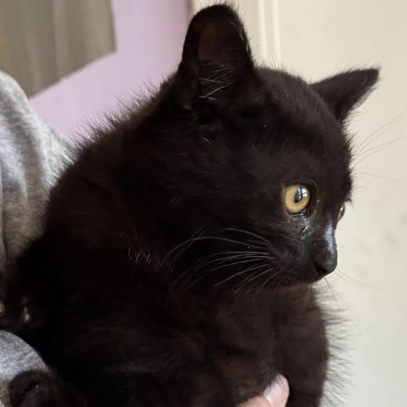A baby small-sized male Black Domestic Short Hair cat named Boo! for adoption in Fresno, CA