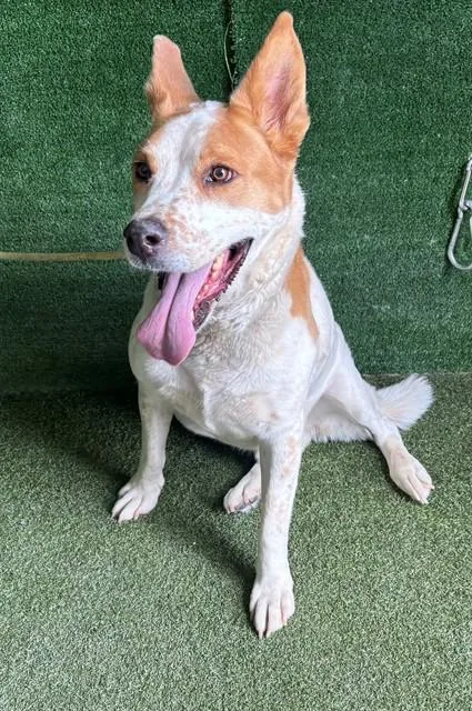 An adult extra large-sized male Australian Shepherd dog named Toughy for adoption in Lancaster, CA