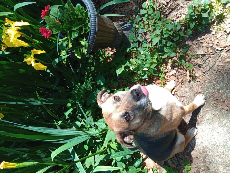 An adult medium-sized female Foxhound dog named Annie for adoption in Memphis, TN