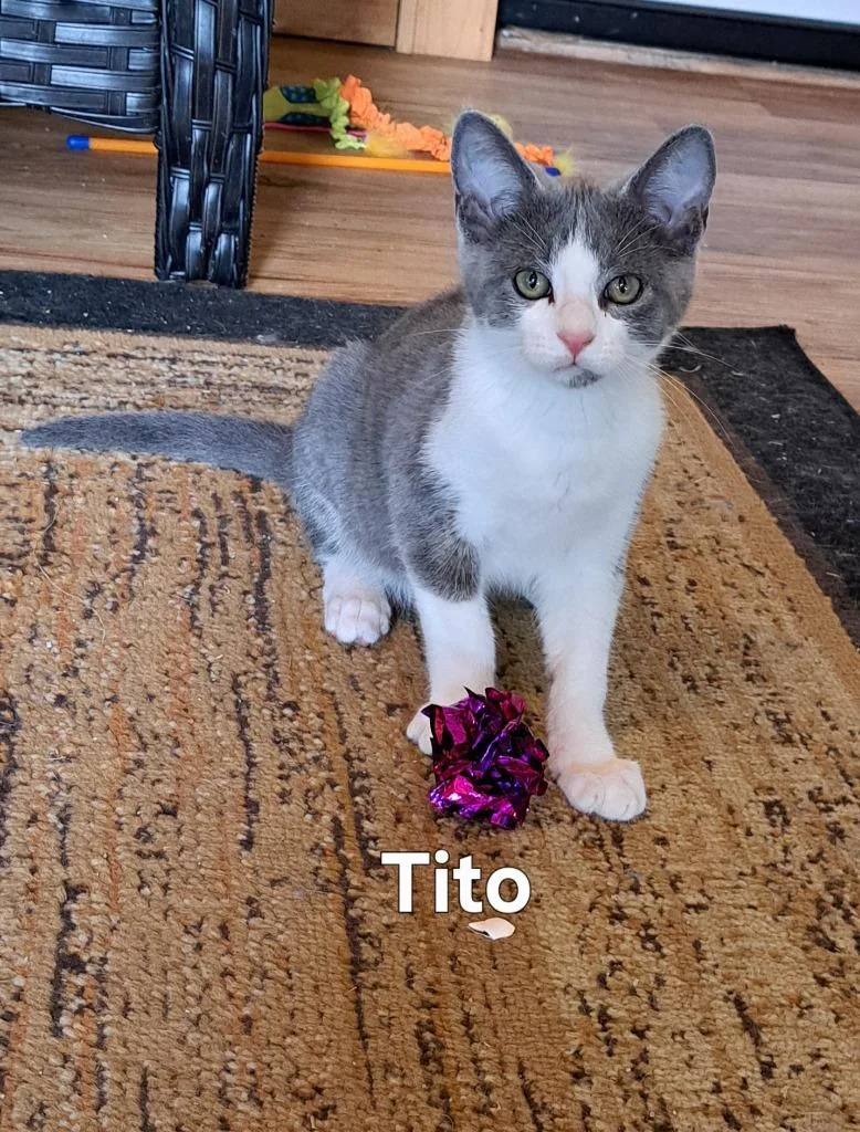 A baby small-sized male Domestic Short Hair cat named Tito for adoption in Plattsburgh, NY