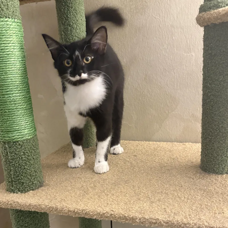 A baby small-sized female Domestic Medium Hair cat named Oreo for adoption in Delray Beach, FL