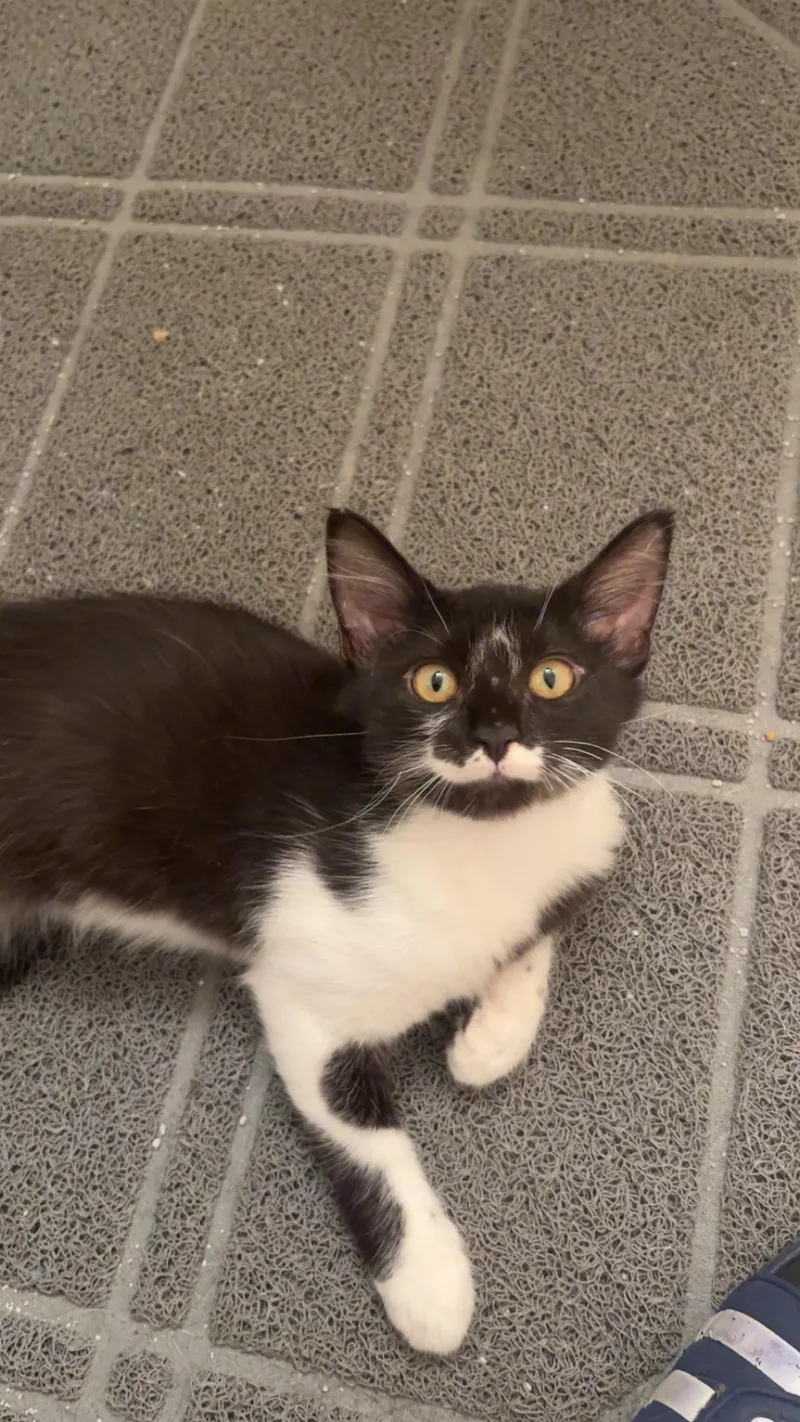 Oreo thumbnail 2