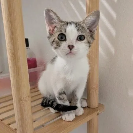 A baby medium-sized female Tabby (Brown / Chocolate) Tabby cat named Snow White for adoption in San Juan Capistrano, CA