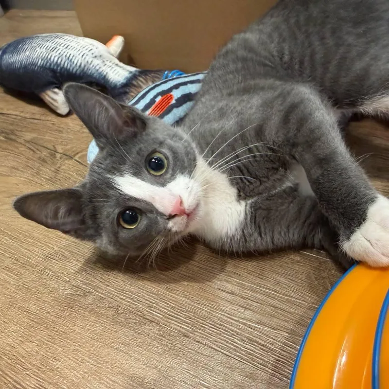 A baby small-sized female Domestic Short Hair cat named Spatula for adoption in Westhampton, NY