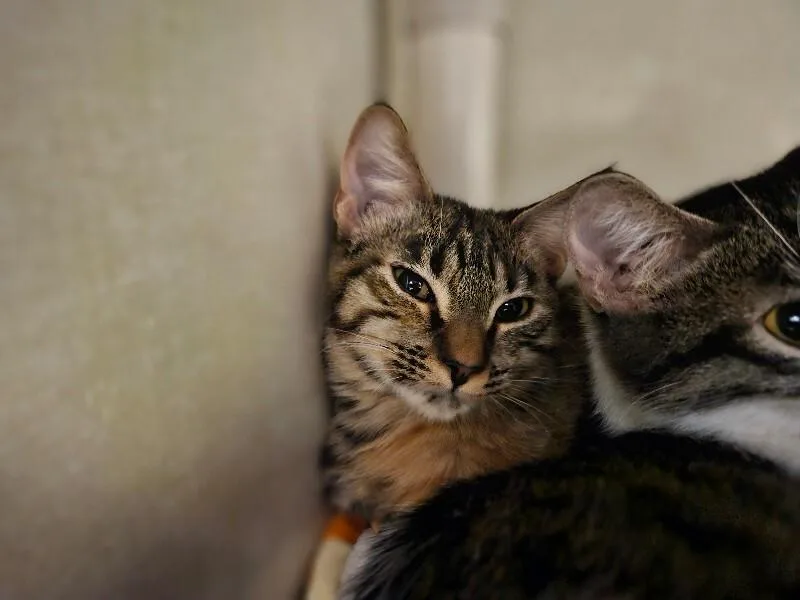 A young medium-sized female Domestic Short Hair cat named Lady Gaga for adoption in Fort Collins, CO