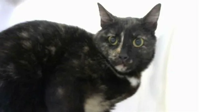 A young medium-sized female Domestic Short Hair cat named Spooder for adoption in Albuquerque, NM