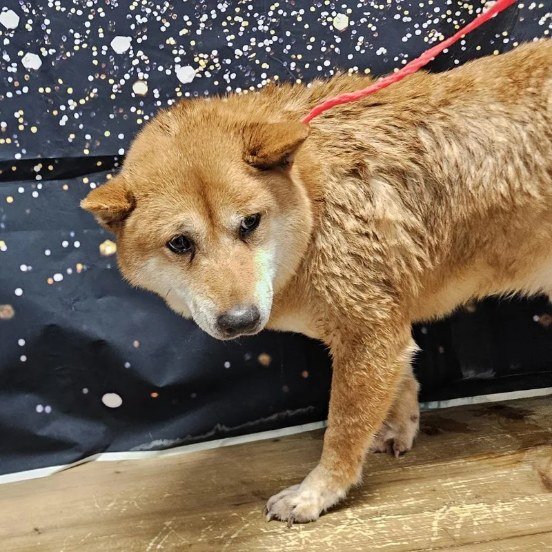 A senior medium-sized male Red / Chestnut / Orange Shiba Inu dog named Jr for adoption in Normal, IL