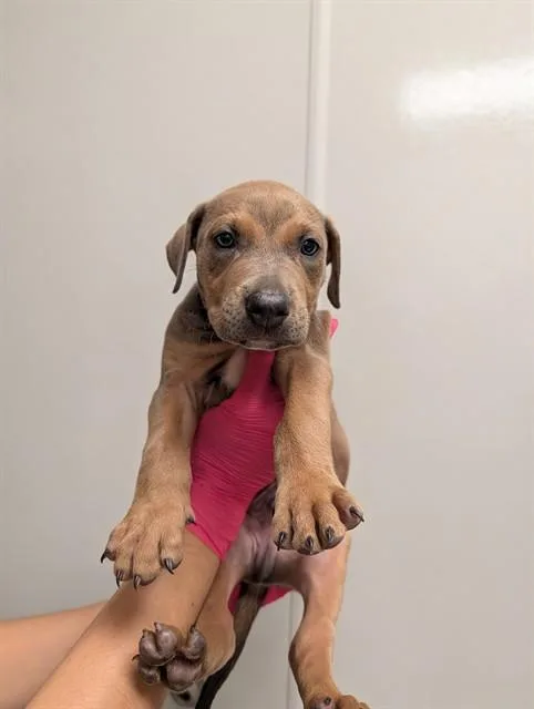 A baby small-sized male Doberman Pinscher dog named Gru for adoption in Ontario, CA