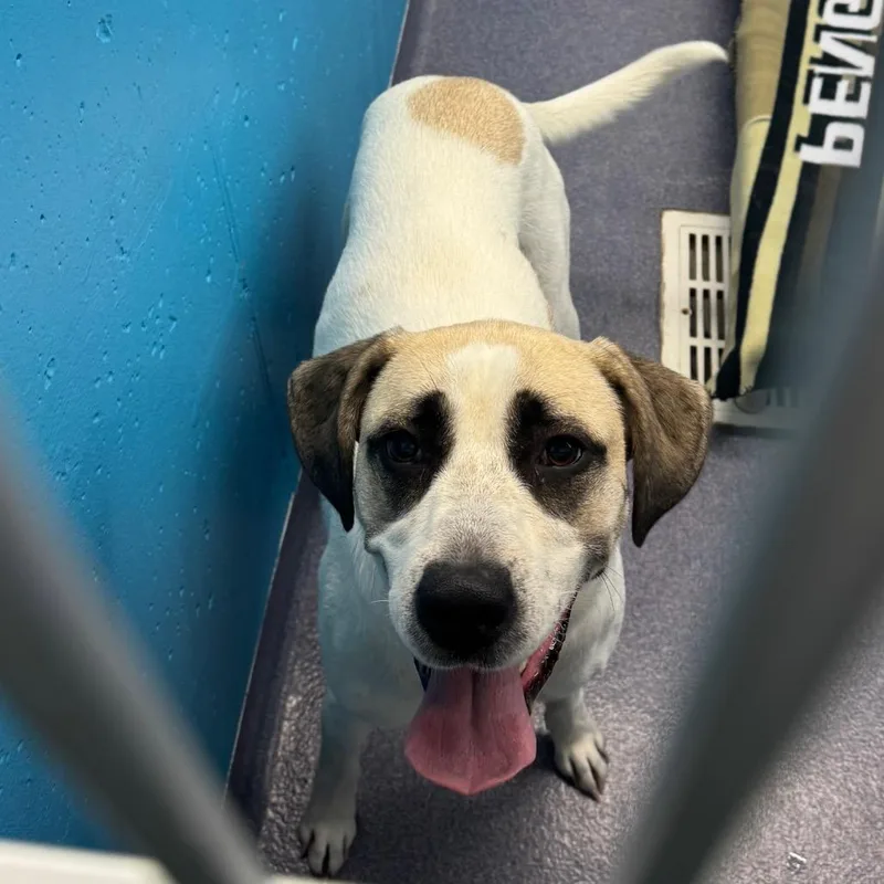 An adult large-sized female White / Cream Mixed Breed dog named Cassie for adoption in Edwardsville, IL