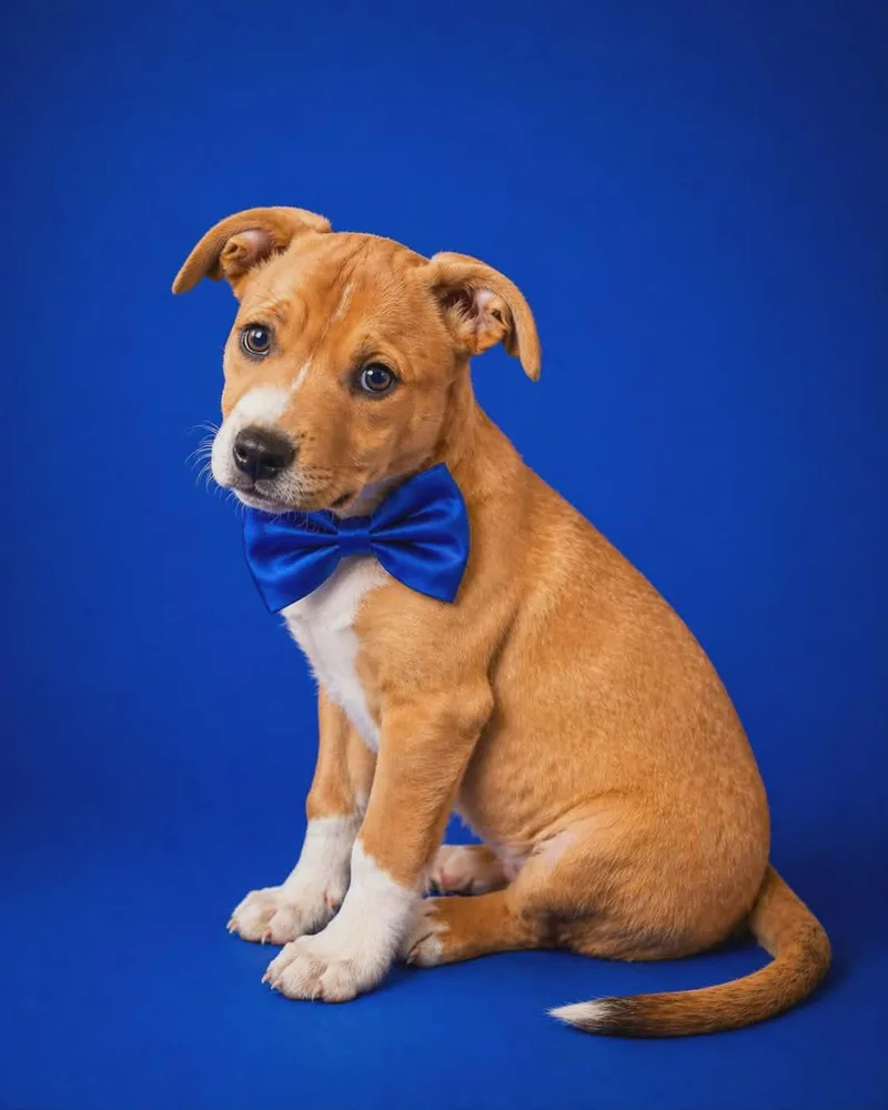 A baby large-sized male Staffordshire Bull Terrier dog named Andy for adoption in Sanford, FL