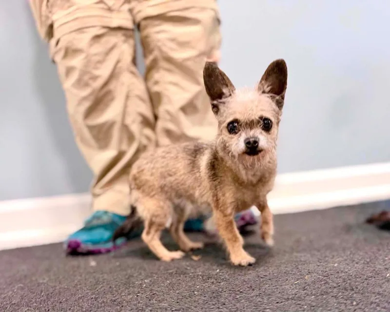 An adult small-sized female Yorkshire Terrier dog named Squirrel for adoption in Gorham, ME