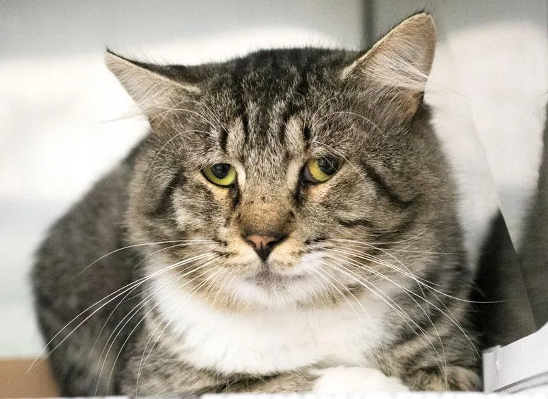 An adult medium-sized male Tabby (Tiger Striped) Domestic Short Hair cat named Orville for adoption in Monroe, GA