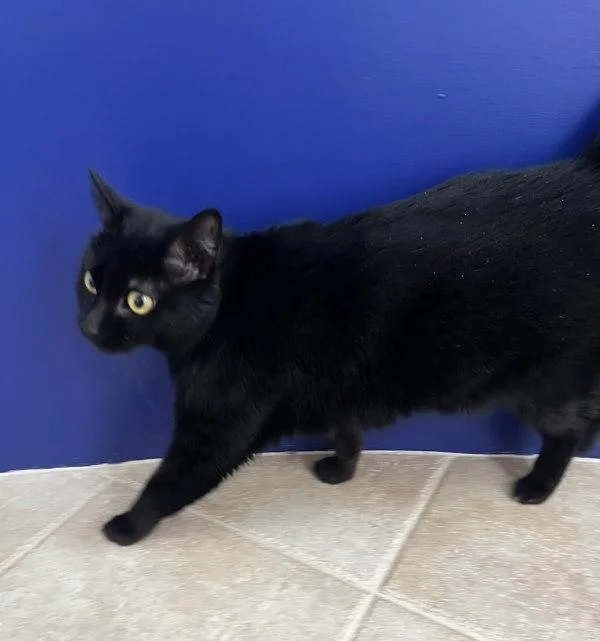 An adult medium-sized female Domestic Short Hair cat named Mavis for adoption in Bonsall, CA