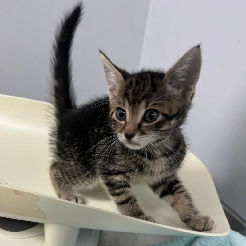 A baby small-sized male Brown / Chocolate Domestic Short Hair cat named Ollivander for adoption in Columbus, GA