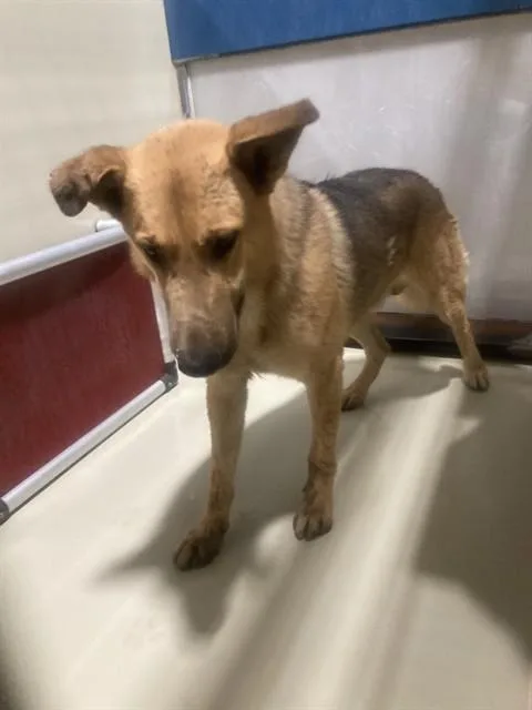 A young large-sized male German Shepherd Dog dog named A for adoption in Bakersfield, CA