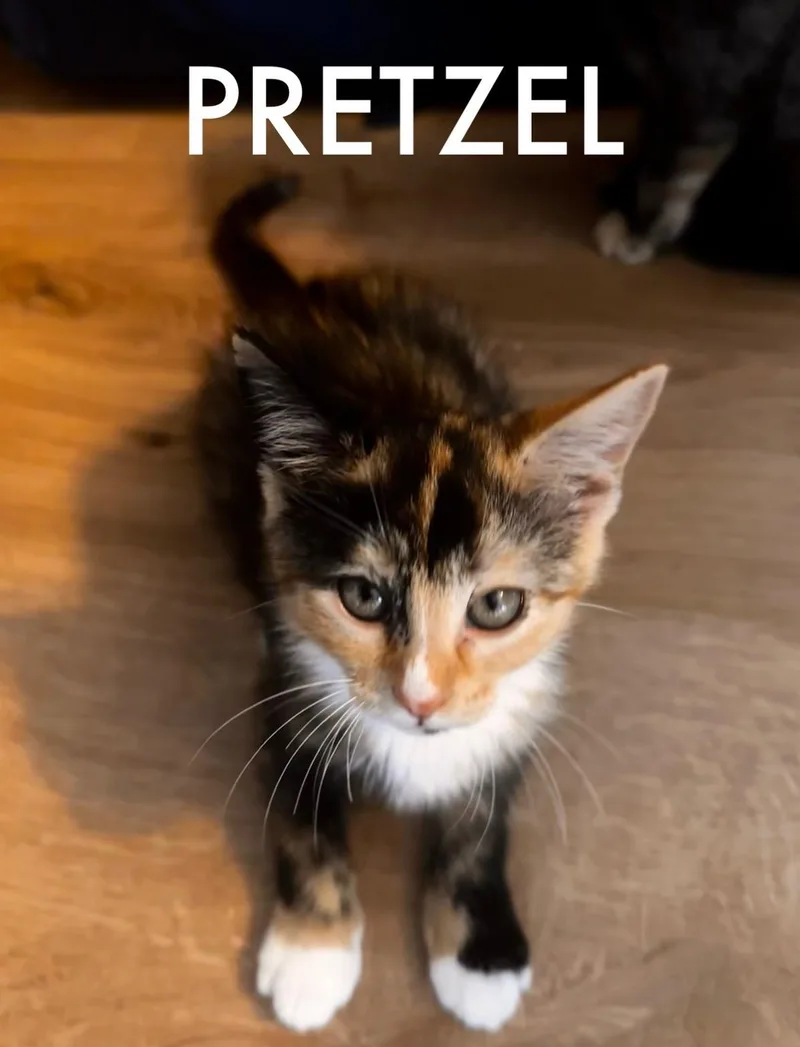 A baby medium-sized female Domestic Short Hair cat named Pretzel for adoption in Collierville, TN