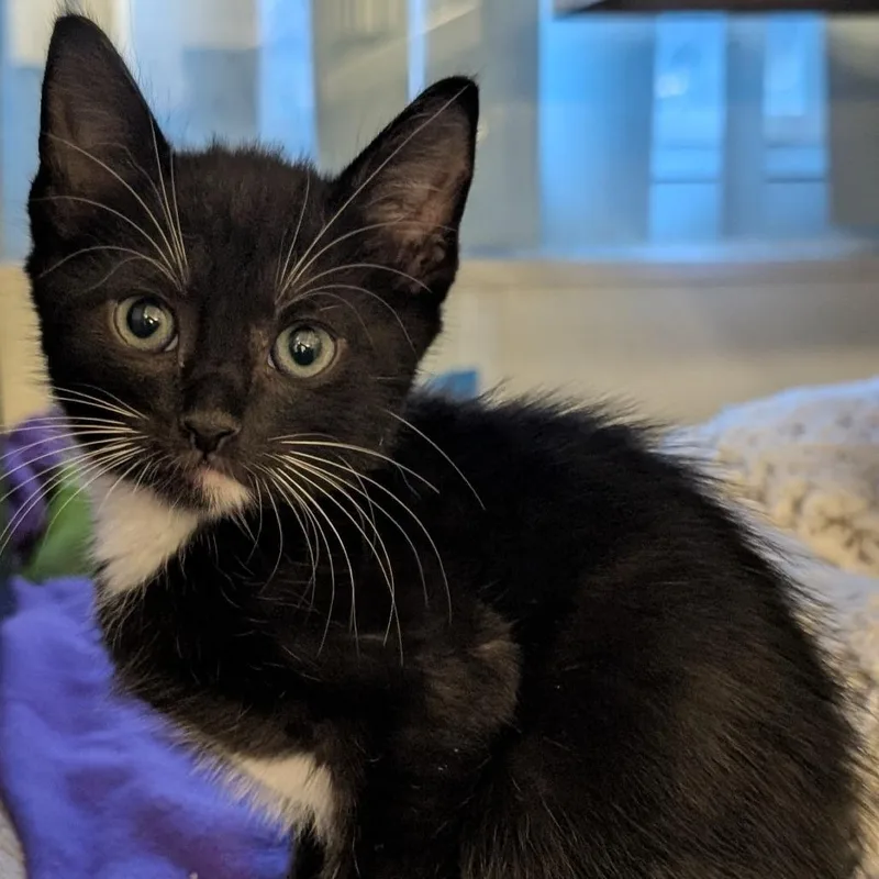 A baby small-sized male Black Domestic Short Hair cat named Binx for adoption in Buchanan Dam, TX