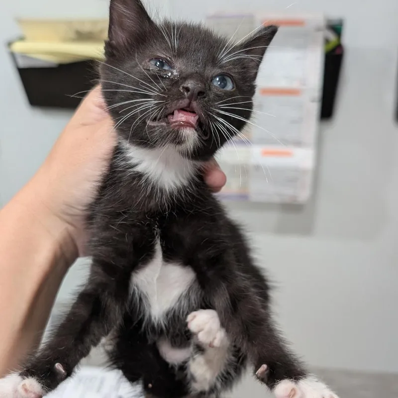Binx thumbnail 2