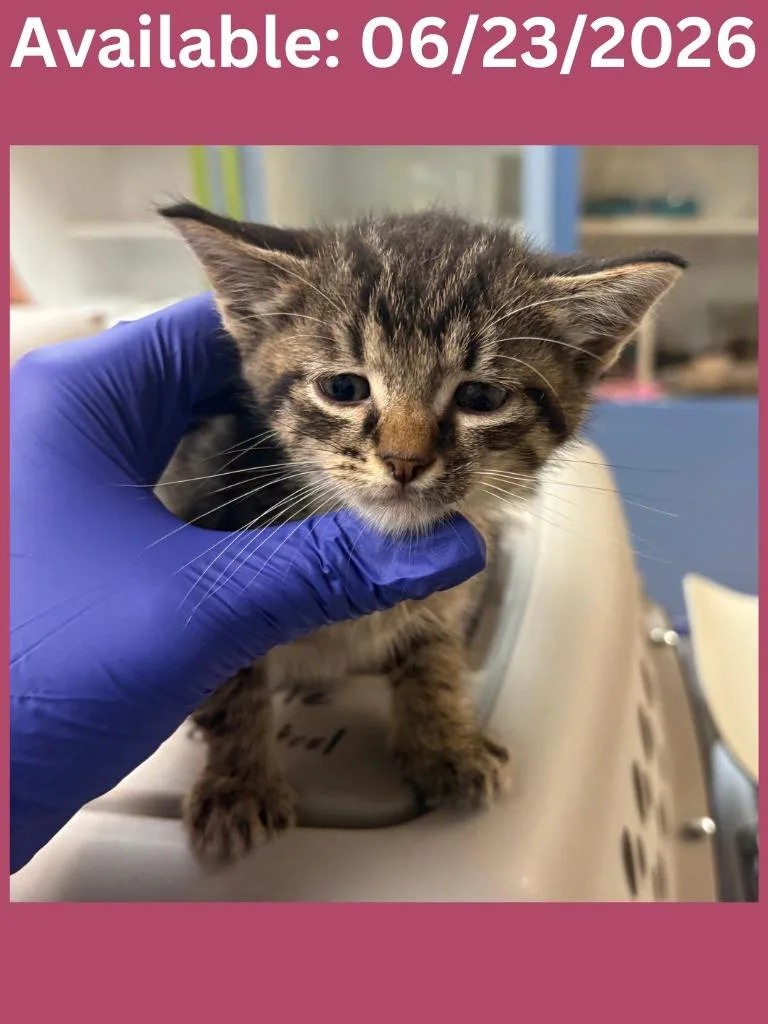 A baby medium-sized female Domestic Medium Hair cat named Cat Condo for adoption in Greenville, TX