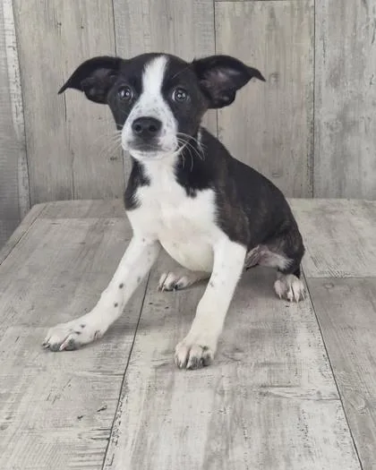 An adult small-sized male Mixed Breed dog named Yoda for adoption in Shreveport, LA