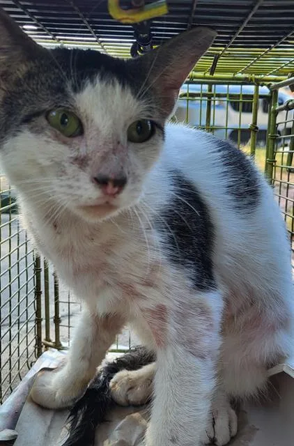 A young medium-sized male Domestic Short Hair cat named Marcos for adoption in San Antonio, TX