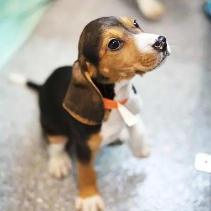 A baby small-sized female Black Hound dog named Fritos for adoption in Atlanta, GA