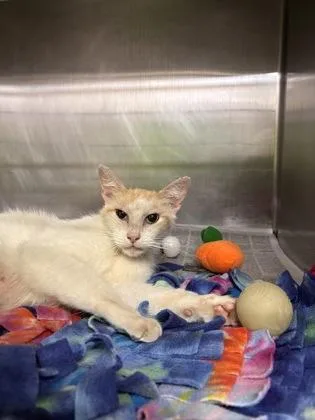 An adult medium-sized female Domestic Short Hair cat named Clefairy for adoption in San Antonio, TX