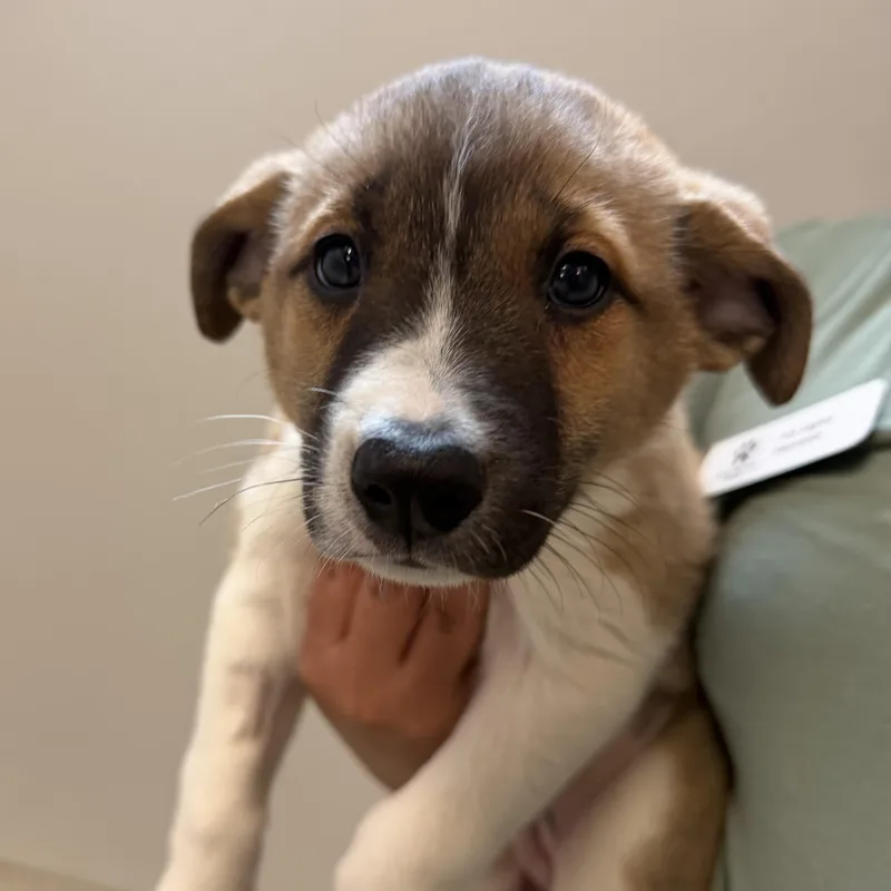 A baby medium-sized female Tricolor (Brown, Black, & White) Mixed Breed dog named Pippa for adoption in Cooperstown, NY