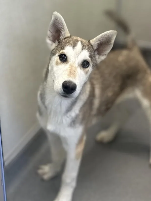 A young medium-sized male Siberian Husky dog named Mando for adoption in Victorville, CA