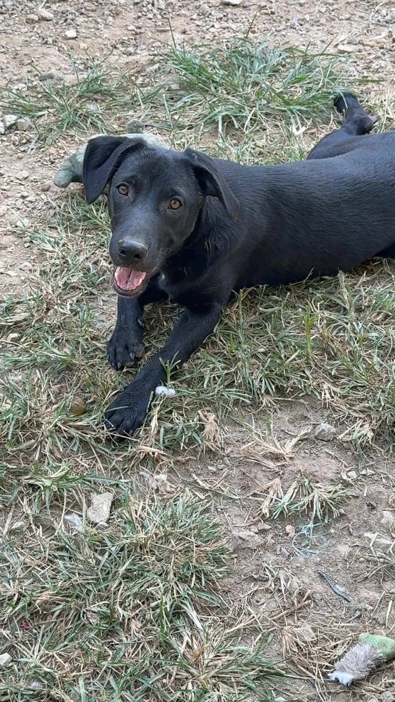 A young medium-sized male Black Beagle dog named Alvin for adoption in Covington, TN
