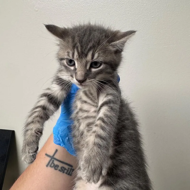 A baby small-sized female Gray / Blue / Silver Domestic Short Hair cat named Dog Collar for adoption in Columbiana, AL
