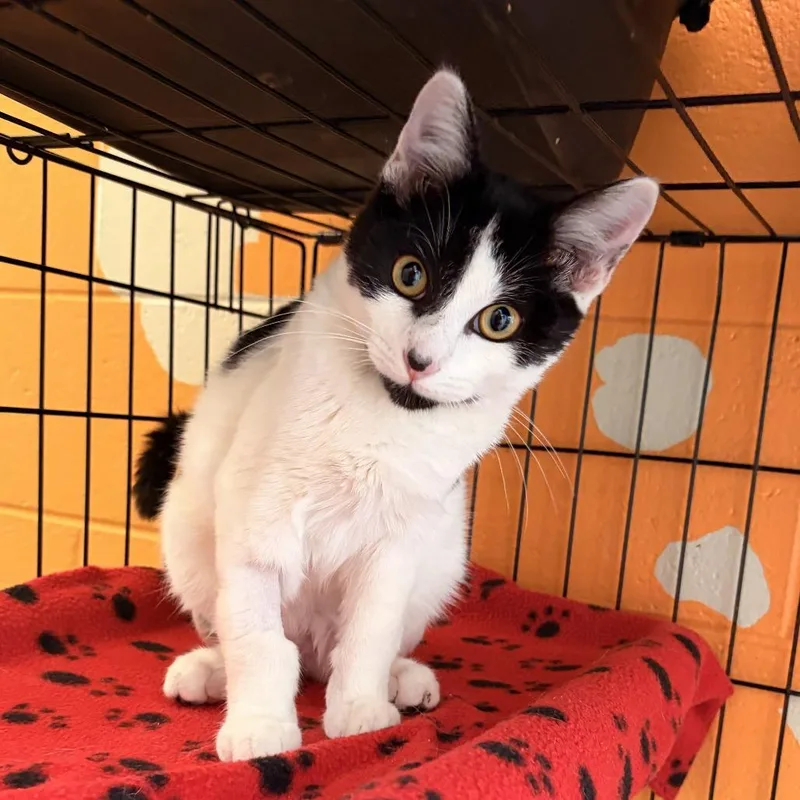 A baby small-sized male White American Bobtail cat named Scorpion for adoption in Franklin, NC