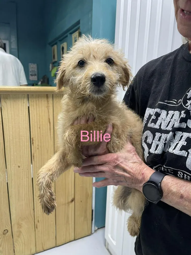 A baby small-sized female Brown / Chocolate Goldendoodle dog named Billie for adoption in Chattanooga, TN