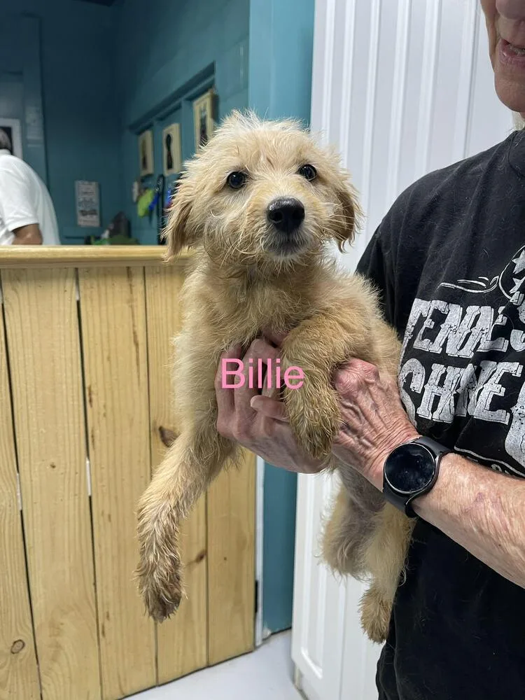 Billie thumbnail 2