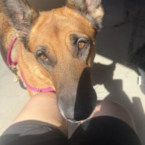 An adult large-sized female Brown / Chocolate German Shepherd Dog dog named Zona for adoption in Glendale, AZ