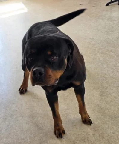 A young large-sized male Rottweiler dog named Grizzly for adoption in San Pedro, CA