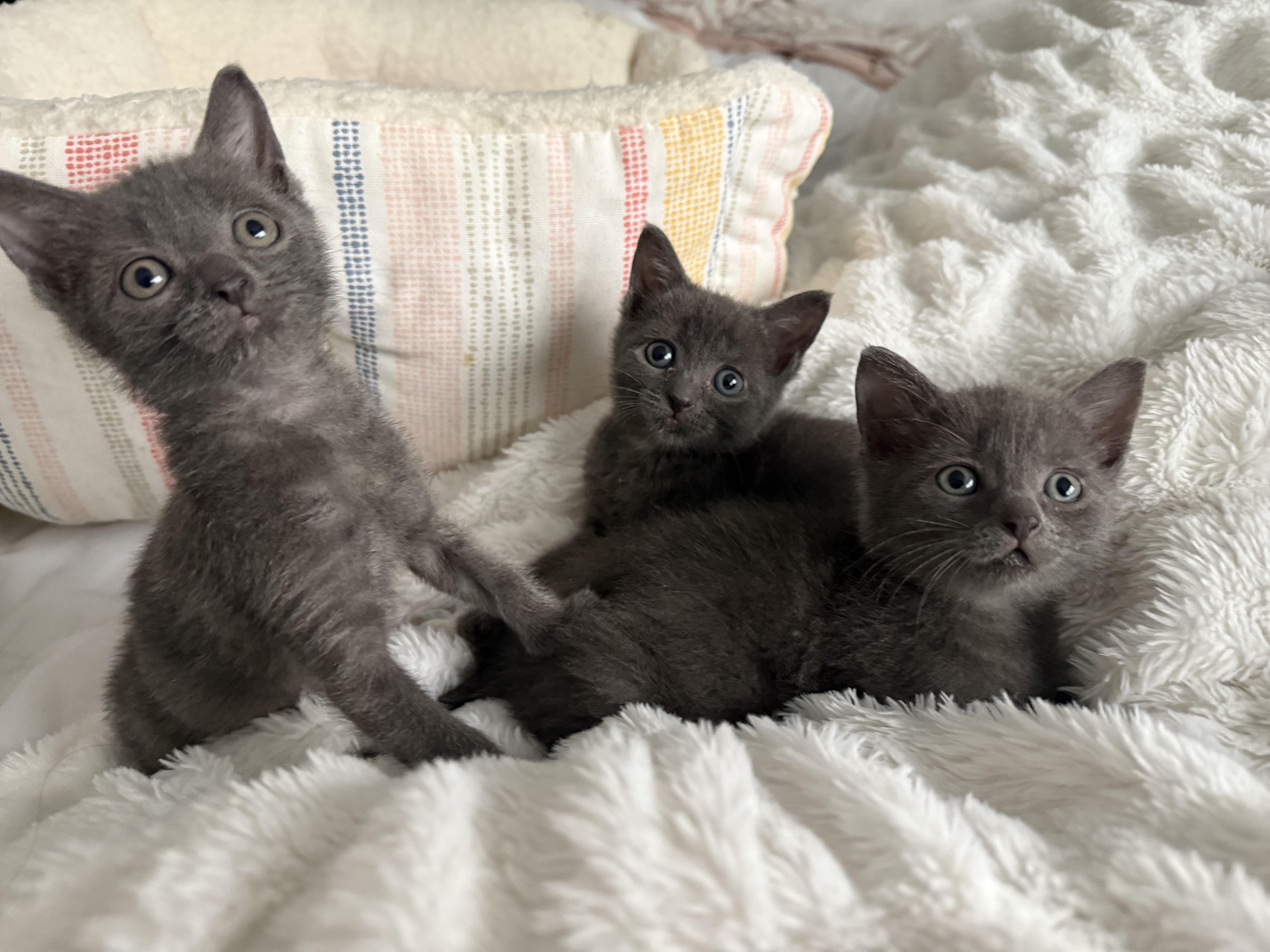 A baby small-sized male Domestic Short Hair cat named Theo for adoption in Long Beach, CA