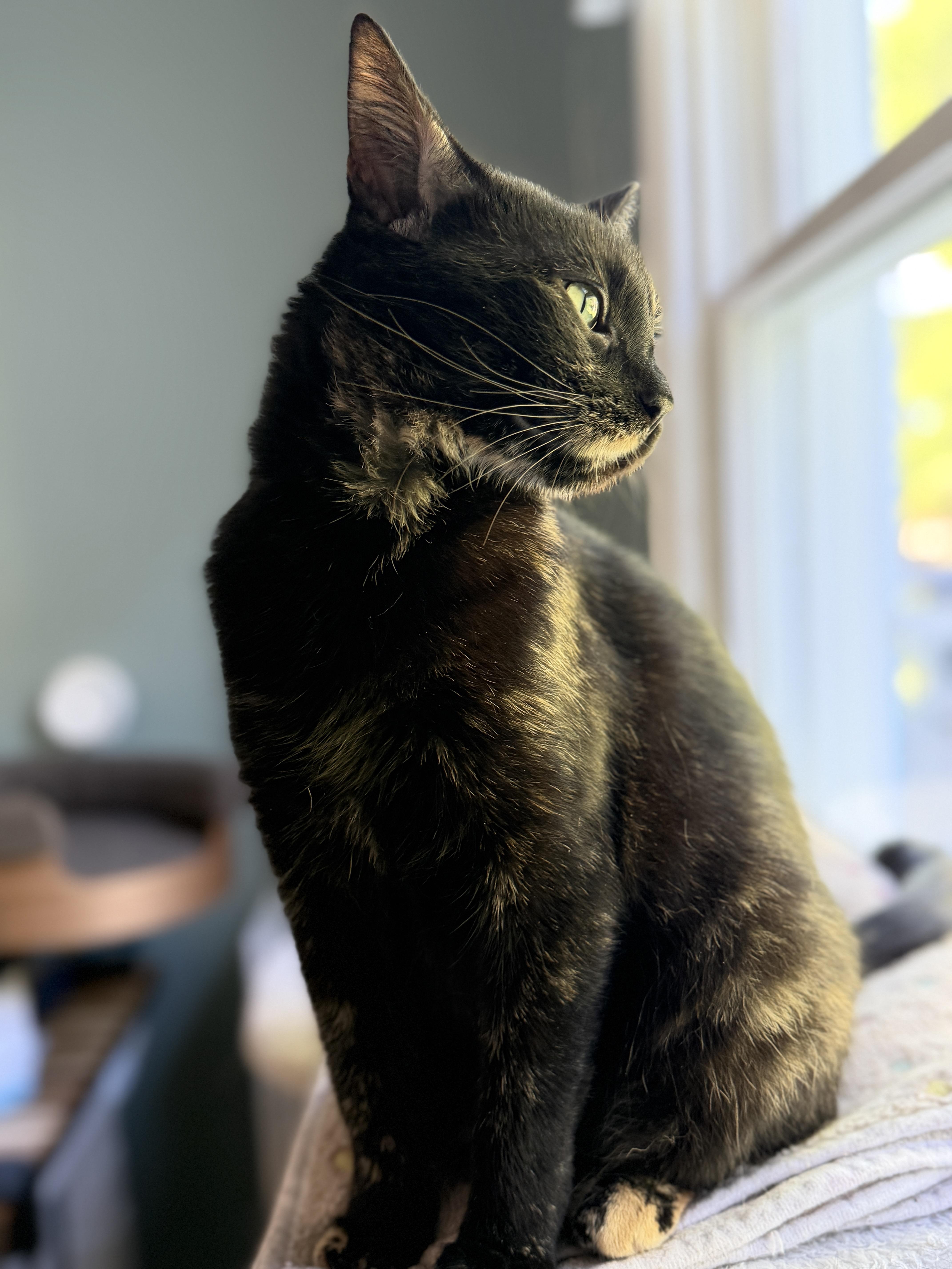 A young medium-sized female Tortoiseshell Domestic Short Hair cat named Eden for adoption in Rochester, NY