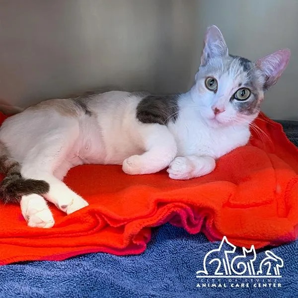 A young medium-sized female Domestic Short Hair cat named Duchess for adoption in Irvine, CA