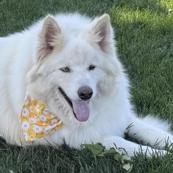 An adult extra large-sized male White / Cream Alaskan Malamute dog named Bear for adoption in Sonoma, CA