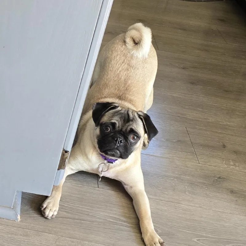 An adult small-sized female Pug dog named Grace for adoption in Crystal, MN