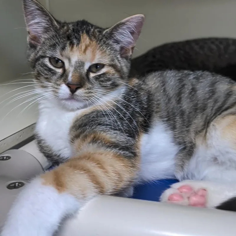 A baby medium-sized female Torbie Domestic Short Hair cat named Laura for adoption in West Jefferson, OH