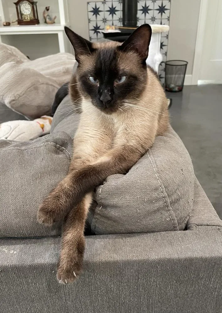 An adult large-sized male Siamese cat named Marshall for adoption in Austin, TX
