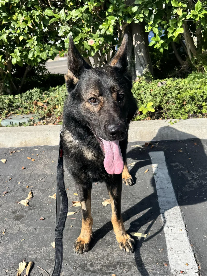 An adult large-sized male Black German Shepherd Dog dog named Odin for adoption in Newport Beach, CA