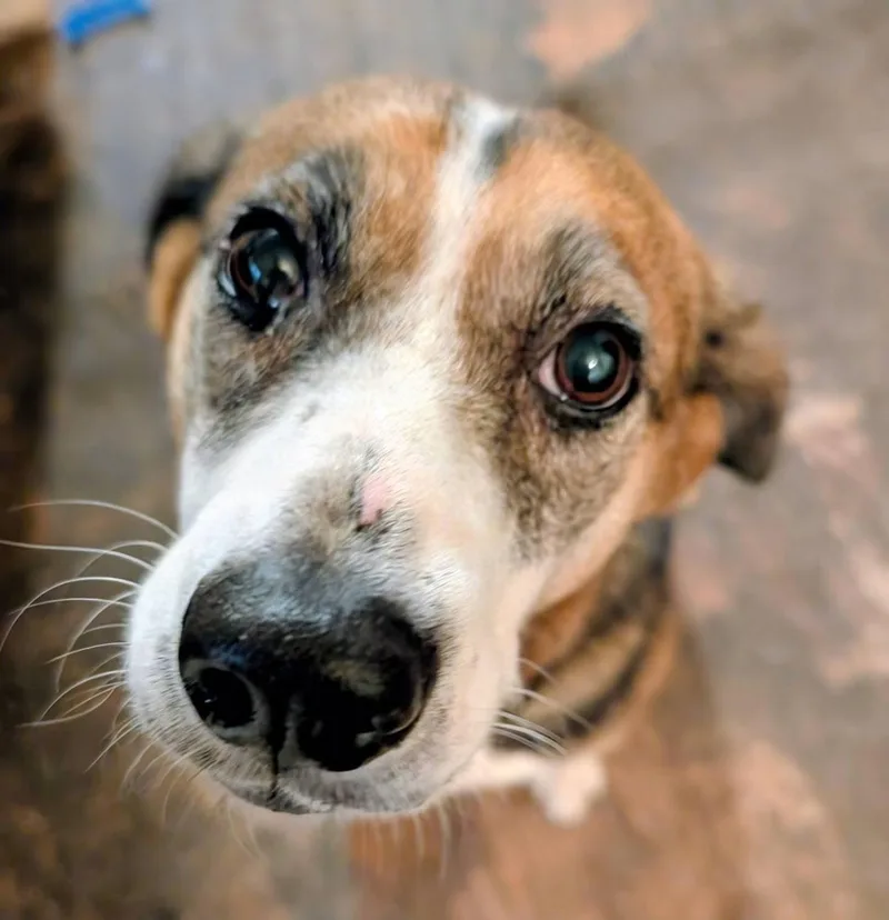 An adult medium-sized female Beagle dog named Harper Daisy for adoption in Germantown, OH