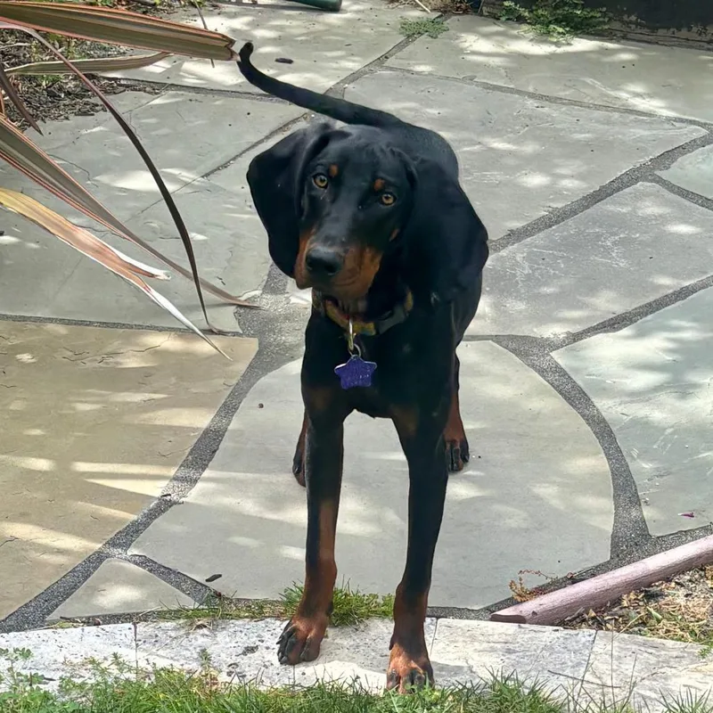 A young medium-sized male Black Hound dog named Hushpuppy for adoption in San Francisco, CA