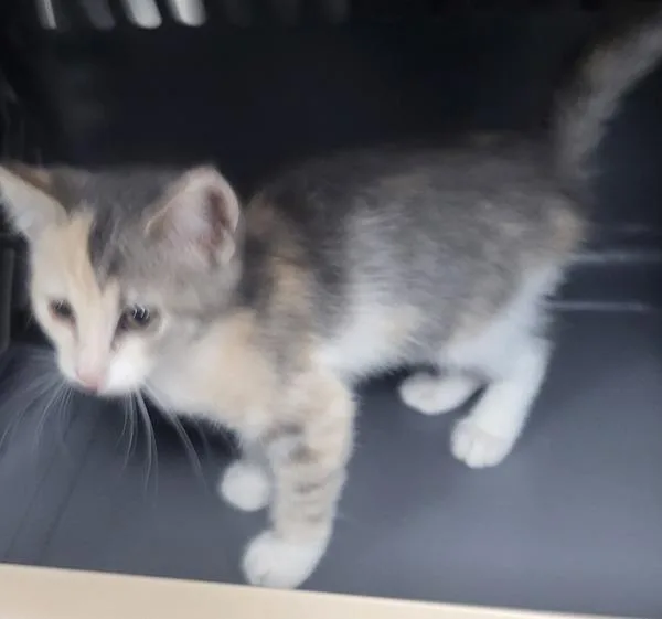 A baby small-sized female Domestic Short Hair cat named Nf  Pearl for adoption in Lawrenceville, GA