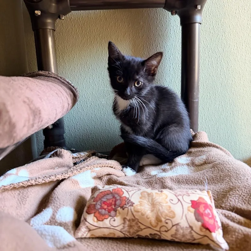 A baby small-sized female Black Domestic Short Hair cat named Oboe for adoption in Kyle, TX