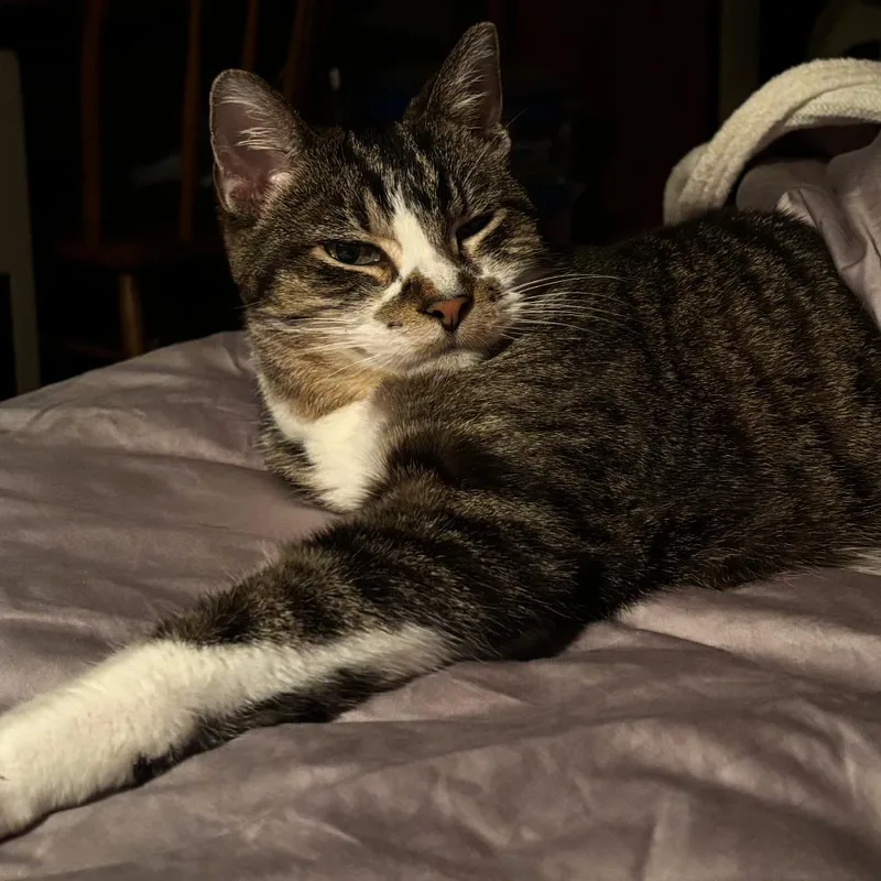 A senior small-sized male Torbie Domestic Short Hair cat named Axle Brown for adoption in Rochester, MN